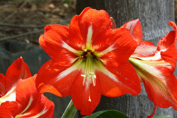 Fototapeta premium Amaryllis