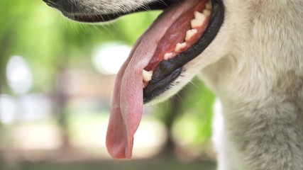Dog's tongue close. Open the jaws of the Animal which is hot