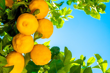 Citruses. Growing on the tree ripe yellow lemons. Lemon tree. The cultivation of Cyprus lemons. Exotic fruit. Cypriot food. Cyprus Republic. Lemons against the blue sky. Place for inscription