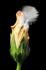 Hibiscus © Stephan von Mikusch