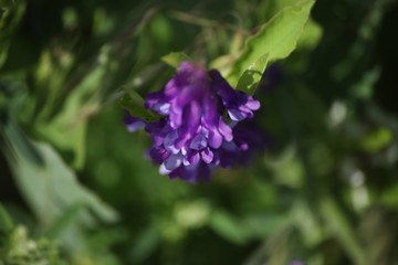 Fioletowy kwiat na tle zielonych liści