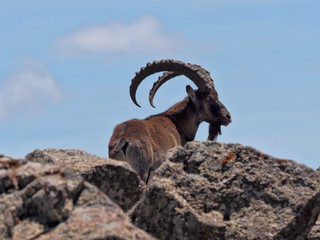 Capra walia, Walia ibex, is the rarest ibex, in the Simien Mountains of Ethiopia lives about 500 animals. - obrazy, fototapety, plakaty