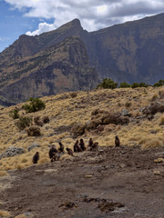 The Gelada group, Theropithecus gelada, feeds in the Simien Mountains National Park in Ethiopia.