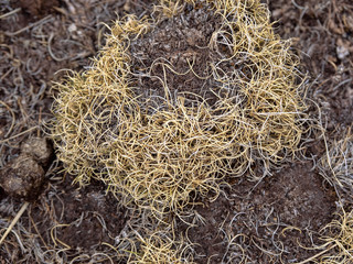 At higher altitudes, trees are covered with lichen curtains, Simien Mountains, Ethiopia