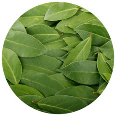 laurel (bay leaf) background