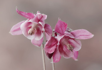 R&oacute;żowe orliki