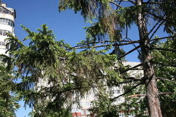 tree with blue sky