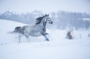 Naklejka na ściany i meble Beautiful gray horse in the winter fields