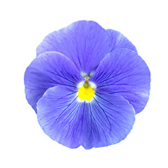 blue lilac Pansies flower isolated