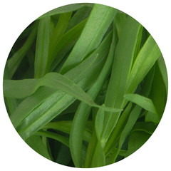 Fototapeta premium fresh green estragon background
