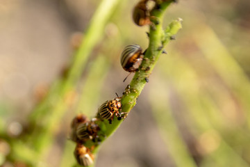 The Colorado potato beetle  the ten-striped spearman, the ten-lined potato beetle or the potato bug