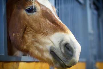 Head brown horse close-up. The foal stands in the pen and looks. Wooden stall for horses.