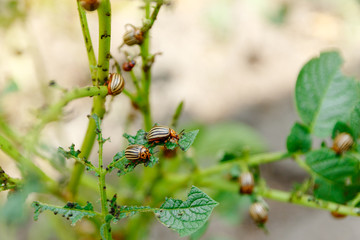 The Colorado potato beetle  the ten-striped spearman, the ten-lined potato beetle or the potato bug