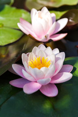 lotus in pond. water lilies. close up