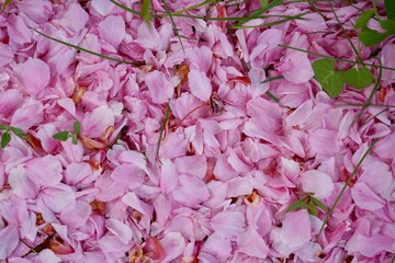 Kirschblüten am Boden