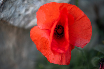 Birds eye view of a poppy flower