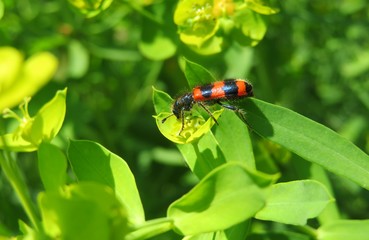 Trichodes apiarius on spurge flowers