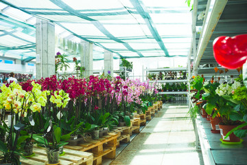 Fototapeta na wymiar Greenhouse with blooming flowers in a sunny day