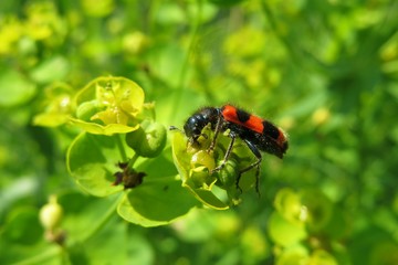 Trichodes apiarius on spurge flowers