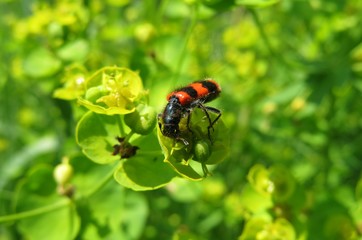 Trichodes apiarius on spurge flowers