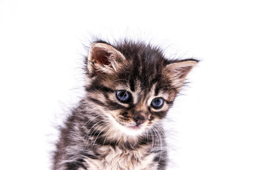 Obraz premium Beautiful fluffy tabby kitten with big blue eyes