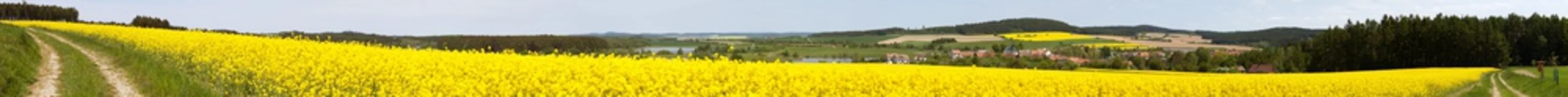 Fotobehang Oranje koolzaad koolzaad of koolzaad veld brassica napus  © Daniel Prudek