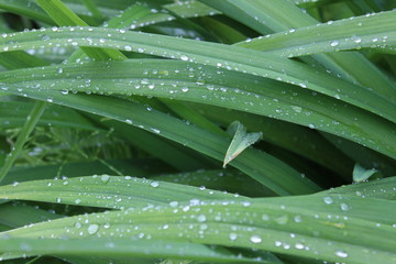 Raindrops on long narrow green leaves. Macro.