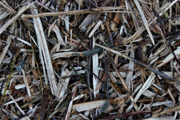 Old dry branches of different shapes on the ground. Macro.