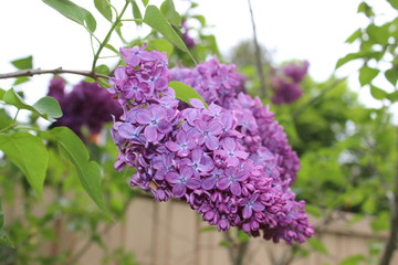 Beautiful lilac flowers on a branch in the garden of a country house. Macro.