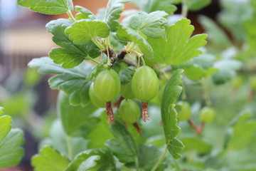 Green berries of a gooseberry on a branch. Macro.