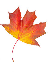 Red maple leaf on white background.