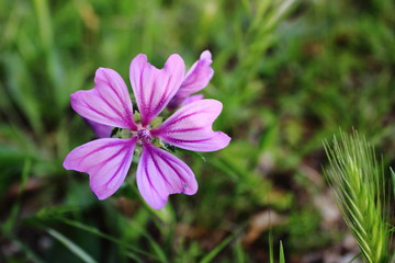 Purple Bloom 