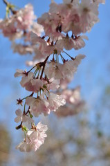 fleurs de cérisier en mars sur fond bleu ensoleillé