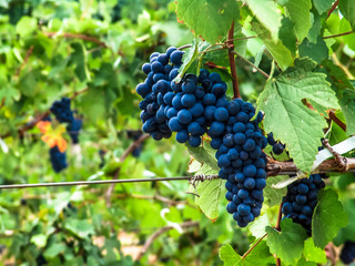 Close-up of bunches of ripe red wine grapes on vine with selective focus in São Francisco River Valley in southeast of Brazil