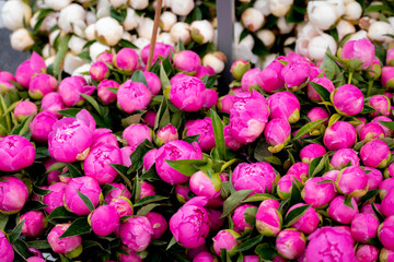 Peonies flowers with pink blooms and green leaves with water drops on them