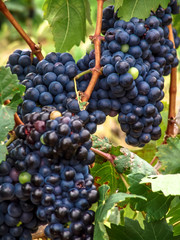 Close-up of bunches of ripe red wine grapes on vine with selective focus in São Francisco River Valley in southeast of Brazil