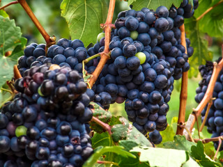 Close-up of bunches of ripe red wine grapes on vine with selective focus in São Francisco River Valley in southeast of Brazil