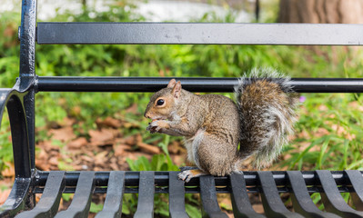 Squirrel in Central Park, New York City, USA.