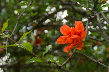 Pomegranate red blossom and green leaves on a branch