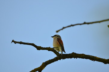 Pie-grièche écorcheur (Lanius collurio)