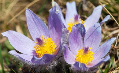 beautiful blue flower of pasqueflower on the meadow