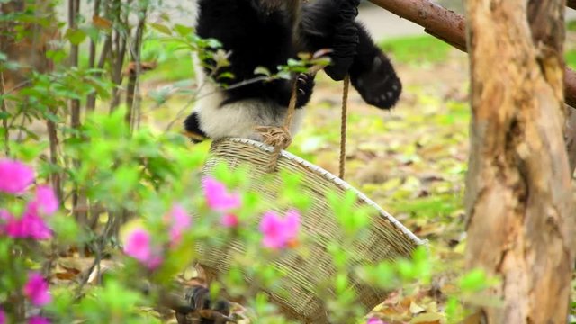 A little panda is trying to climb a tree to find something to eat.