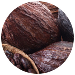 fresh cacao pods background