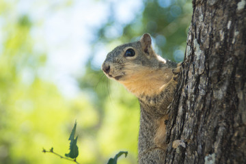 Naklejka na ściany i meble Cute squirrel on the tree in the park
