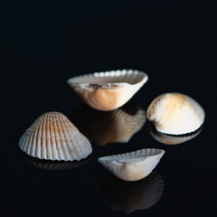 seashells on a beautiful background