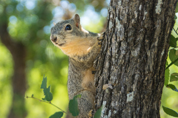 Naklejka na ściany i meble Cute squirrel on the tree in the park