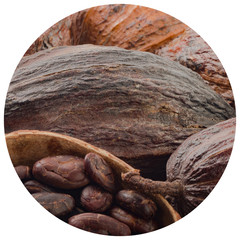 fresh cacao pods background