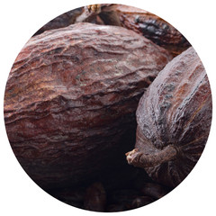 fresh cacao pods background