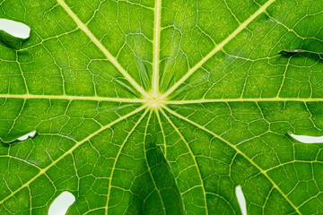 papaya leaf on isolate white background