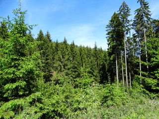 Der Wald im Hils bei Grünenplan